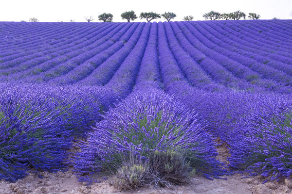 Lonely trees in a lavender field near Valensole, Alpes-de-Haute-Provence, Provence-Alpes-Côte d'Azur, France.