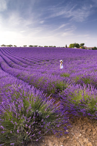 A woman in white dress in the fields of lavender near Valensole, Alpes-de-Haute-Provence, Provence-Alpes-Côte d'Azur, France.