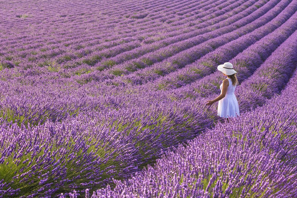 A woman in white dress in the fields of lavender near Valensole, Alpes-de-Haute-Provence, Provence-Alpes-Côte d'Azur, France.
