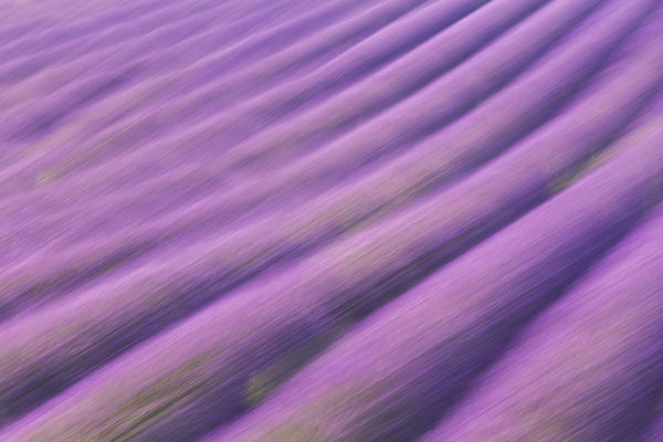 Motion blur of lavender rows near Valensole, Alpes-de-Haute-Provence, Provence-Alpes-Côte d'Azur, France.