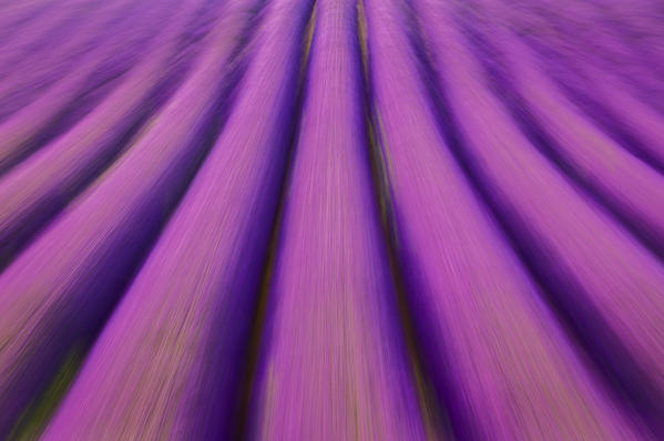 Motion blur of lavender rows near Valensole, Alpes-de-Haute-Provence, Provence-Alpes-Côte d'Azur, France.