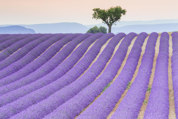 Lonely tree in a lavender field near Valensole at sunset, Alpes-de-Haute-Provence, Provence-Alpes-Côte d'Azur, France.