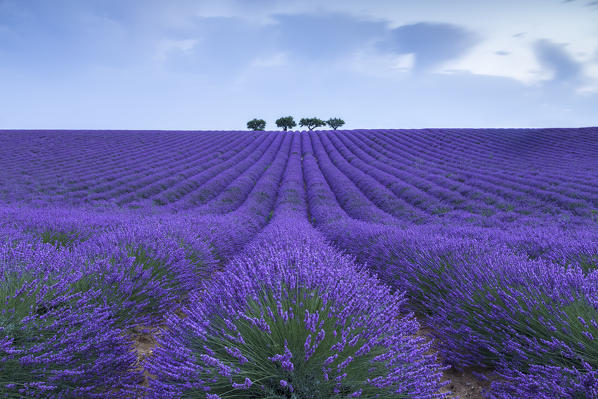Lonely trees in a lavender field near Valensole at sunrise, Alpes-de-Haute-Provence, Provence-Alpes-Côte d'Azur, France.
