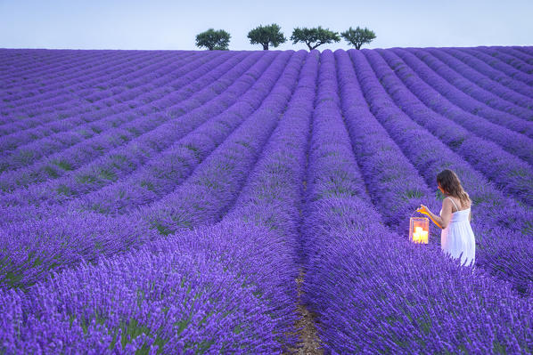 A woman in white dress in the fields of lavender near Valensole, Alpes-de-Haute-Provence, Provence-Alpes-Côte d'Azur, France.