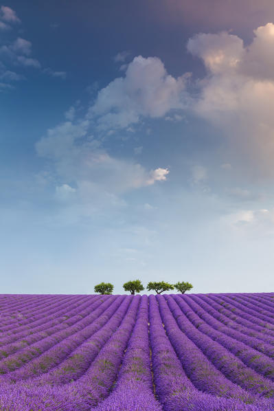 Lonely trees in a lavender field near Valensole at sunrise, Alpes-de-Haute-Provence, Provence-Alpes-Côte d'Azur, France.