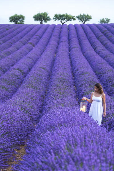 A woman in white dress in the fields of lavender near Valensole, Alpes-de-Haute-Provence, Provence-Alpes-Côte d'Azur, France.
