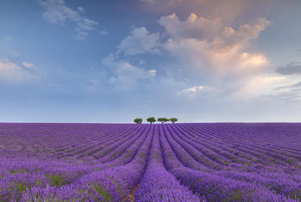 Lonely trees in a lavender field near Valensole at sunrise, Alpes-de-Haute-Provence, Provence-Alpes-Côte d'Azur, France.