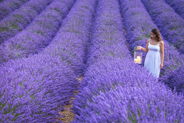 A woman in white dress in the fields of lavender near Valensole, Alpes-de-Haute-Provence, Provence-Alpes-Côte d'Azur, France.