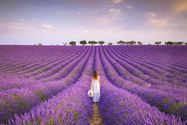 A woman in white dress in the fields of lavender near Valensole, Alpes-de-Haute-Provence, Provence-Alpes-Côte d'Azur, France. (MR)