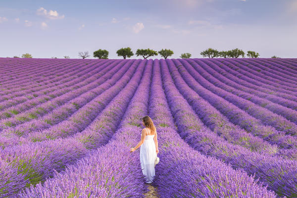 A woman in white dress in the fields of lavender near Valensole, Alpes-de-Haute-Provence, Provence-Alpes-Côte d'Azur, France.