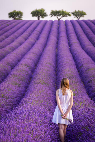 A woman in white dress in the fields of lavender near Valensole, Alpes-de-Haute-Provence, Provence-Alpes-Côte d'Azur, France.