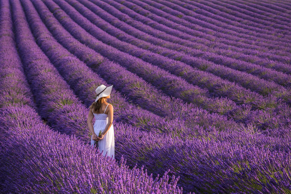 A woman in white dress in the fields of lavender near Valensole, Alpes-de-Haute-Provence, Provence-Alpes-Côte d'Azur, France.