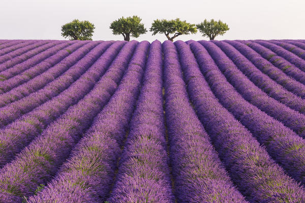 Lonely trees in a lavender field near Valensole at sunrise, Alpes-de-Haute-Provence, Provence-Alpes-Côte d'Azur, France.