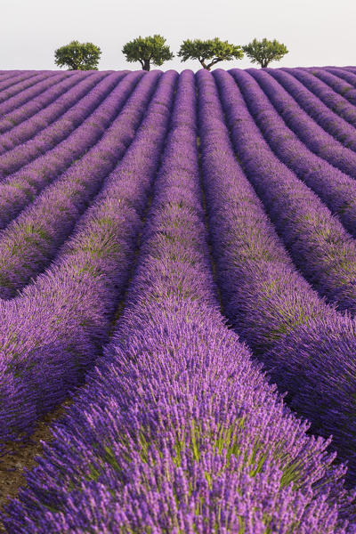 Lonely trees in a lavender field near Valensole at sunrise, Alpes-de-Haute-Provence, Provence-Alpes-Côte d'Azur, France.