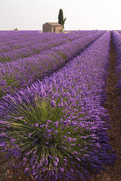 Lavender field around a lonely countryside house near Valensole, Alpes-de-Haute-Provence, Provence-Alpes-Côte d'Azur, France.