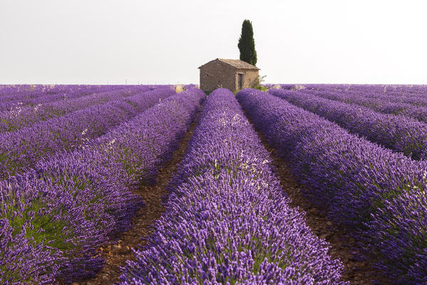 Lavender field around a lonely countryside house near Valensole, Alpes-de-Haute-Provence, Provence-Alpes-Côte d'Azur, France.