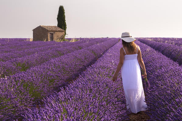 Lavender field around a lonely countryside house near Valensole, Alpes-de-Haute-Provence, Provence-Alpes-Côte d'Azur, France.