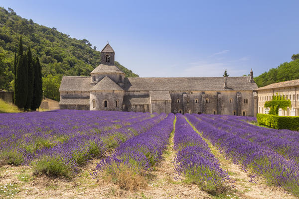 Lavender fields near the abbey of Sénanque. Gordes, Vaucluse, Provence-Alpes-Côte d'Azur, France.