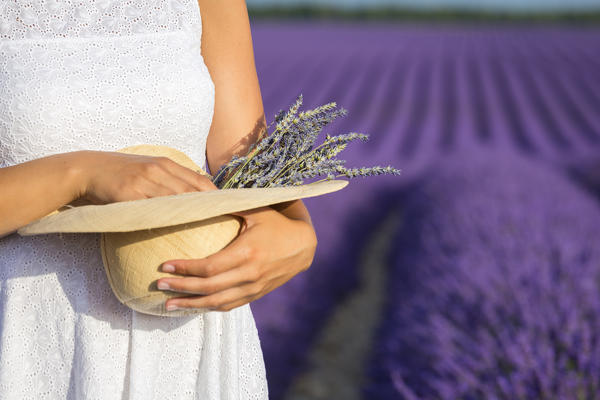 A girl in white dress holding a bouquet of lavender flowers in the fields of Provence. Valensole, Alpes-de-Haute-Provence, Provence-Alpes-Côte d'Azur, France.