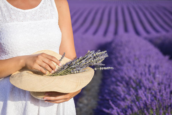 A girl in white dress holding a bouquet of lavender flowers in the fields of Provence. Valensole, Alpes-de-Haute-Provence, Provence-Alpes-Côte d'Azur, France.
