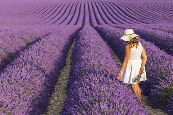 A woman in white dress in the fields of lavender near Valensole, Alpes-de-Haute-Provence, Provence-Alpes-Côte d'Azur, France.