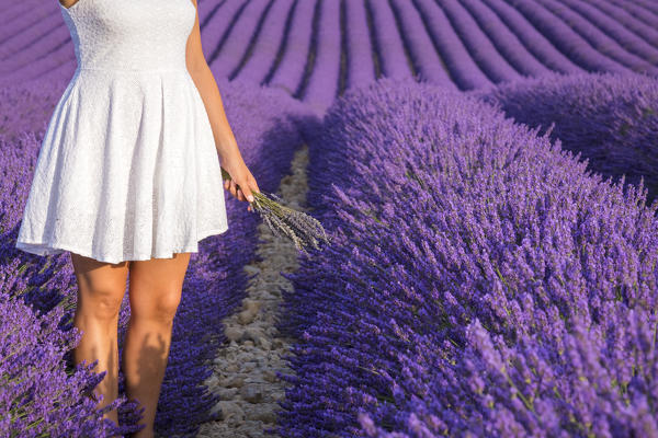 A girl in white dress holding a bouquet of lavender flowers in the fields of Provence. Valensole, Alpes-de-Haute-Provence, Provence-Alpes-Côte d'Azur, France.