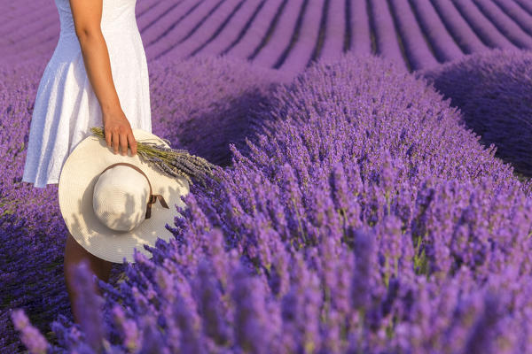 A girl in white dress holding a hat and a bouquet of lavender flowers in the fields of Provence. Valensole, Alpes-de-Haute-Provence, Provence-Alpes-Côte d'Azur, France.