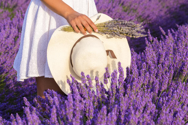 A girl in white dress holding a hat and a bouquet of lavender flowers in the fields of Provence. Valensole, Alpes-de-Haute-Provence, Provence-Alpes-Côte d'Azur, France.