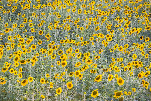 Sunset in a sunflower field , Valensole, Alpes-de-Haute-Provence, Provence-Alpes-Côte d'Azur, France.