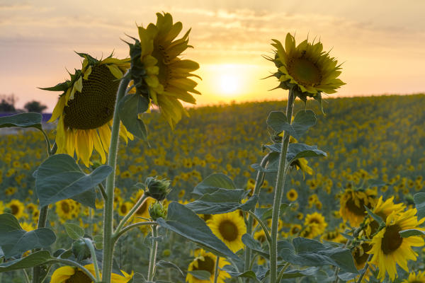 Sunset in a sunflower field , Valensole, Alpes-de-Haute-Provence, Provence-Alpes-Côte d'Azur, France.