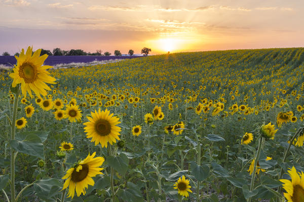Sunset in a lavender and sunflower field , Valensole, Alpes-de-Haute-Provence, Provence-Alpes-Côte d'Azur, France.