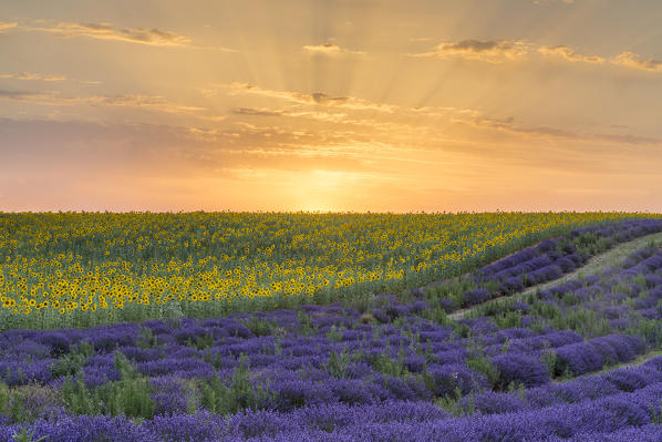 Sunset in a lavender and sunflower field , Valensole, Alpes-de-Haute-Provence, Provence-Alpes-Côte d'Azur, France.