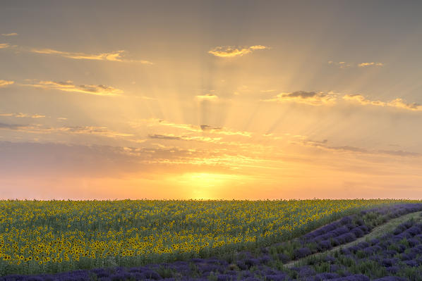 Sunset in a lavender and sunflower field , Valensole, Alpes-de-Haute-Provence, Provence-Alpes-Côte d'Azur, France.