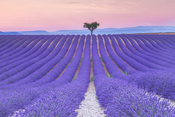 Lonely tree in a lavender field near Valensole at sunset, Alpes-de-Haute-Provence, Provence-Alpes-Côte d'Azur, France.