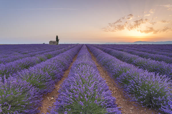 Lavender field around a lonely countryside house near Valensole at sunrise, Alpes-de-Haute-Provence, Provence-Alpes-Côte d'Azur, France.