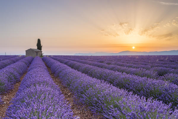 Lavender field around a lonely countryside house near Valensole at sunrise, Alpes-de-Haute-Provence, Provence-Alpes-Côte d'Azur, France.