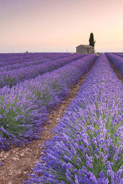 Lavender field around a lonely countryside house near Valensole at sunrise, Alpes-de-Haute-Provence, Provence-Alpes-Côte d'Azur, France.