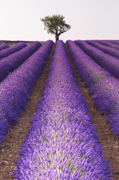 Lonely tree in a lavender field near Valensole at sunset, Alpes-de-Haute-Provence, Provence-Alpes-Côte d'Azur, France.
