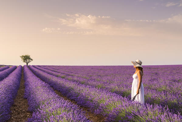 A woman in white dress in the fields of lavender near Valensole, Alpes-de-Haute-Provence, Provence-Alpes-Côte d'Azur, France.