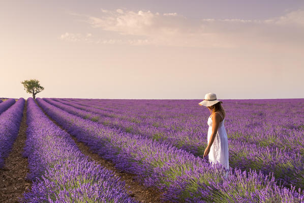 A woman in white dress in the fields of lavender near Valensole, Alpes-de-Haute-Provence, Provence-Alpes-Côte d'Azur, France.