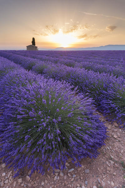 Lavender field around a lonely countryside house near Valensole at sunrise, Alpes-de-Haute-Provence, Provence-Alpes-Côte d'Azur, France.
