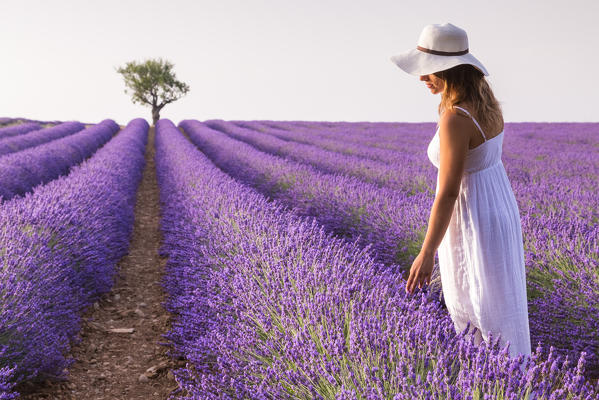 A woman in white dress in the fields of lavender near Valensole, Alpes-de-Haute-Provence, Provence-Alpes-Côte d'Azur, France.