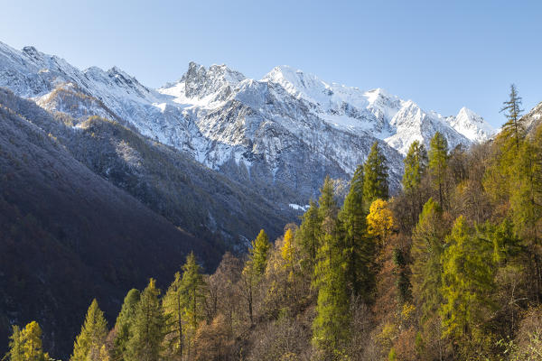 The colors of autumn and the snowy mountains of Pizzo del Fornalino and Pizzo Montalto after a snowfall. Bognanco, Val Bognanco, Val d'Ossola, Verbano Cusio Ossola district, Piedmont, Italy.