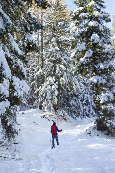 A girl walking with snowshoes in the woods of Alpe San Bernardo after an autumnal snowfall. Bognanco, Val Bognanco, Val d'Ossola, Verbano Cusio Ossola district, Piedmont, Italy.