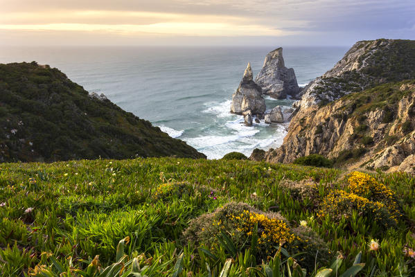 Spring blooms on the cliffs overlooking the beach of Praia da Ursa. Cabo da Roca, Colares, Sintra, Portugal, Europe.