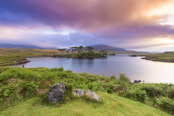 View of Pine Island on the Derryclare Lough lake at sunrise. Pine Island, Connemara National Park, County Galway, Connacht province, Inagh Valley, Ireland, Europe.