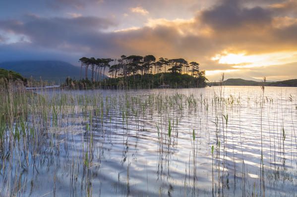 View of Pine Island on the Derryclare Lough lake at sunrise. Pine Island, Connemara National Park, County Galway, Connacht province, Inagh Valley, Ireland, Europe.