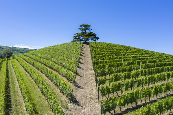 Aerial view of the monumental cedar of lebanon and the surrounding vineyard rows on the Monfalletto hill, La Morra town. La Morra, Barolo wine region, Langhe, Piedmont, Italy, Europe.
