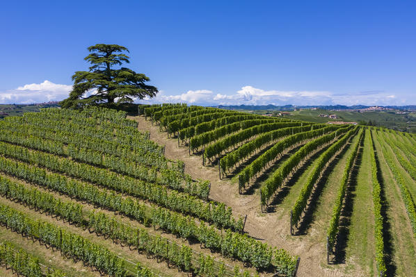 Aerial view of the monumental cedar of lebanon and the surrounding vineyard rows on the Monfalletto hill, La Morra town. La Morra, Barolo wine region, Langhe, Piedmont, Italy, Europe.