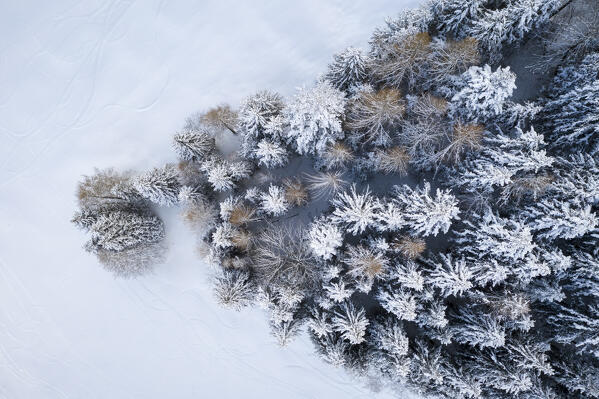 Aerial view of a group of trees covered in snow near the Presolana Pass after a snowfall. Presolana pass, Castione della Presolana, Seriana Valley, Bergamo district, Lombardy, Italy.